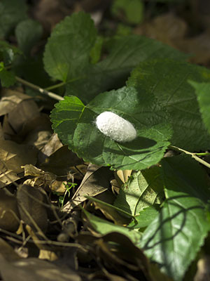 3133cc拉斯维加斯·(中国游)官方网站